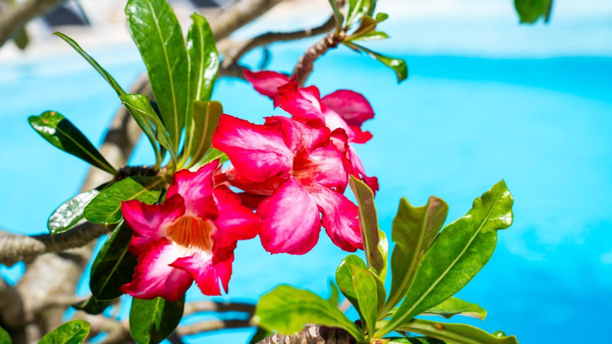 Boutique Hotel Las Flores Punta Cana Kültér fotó