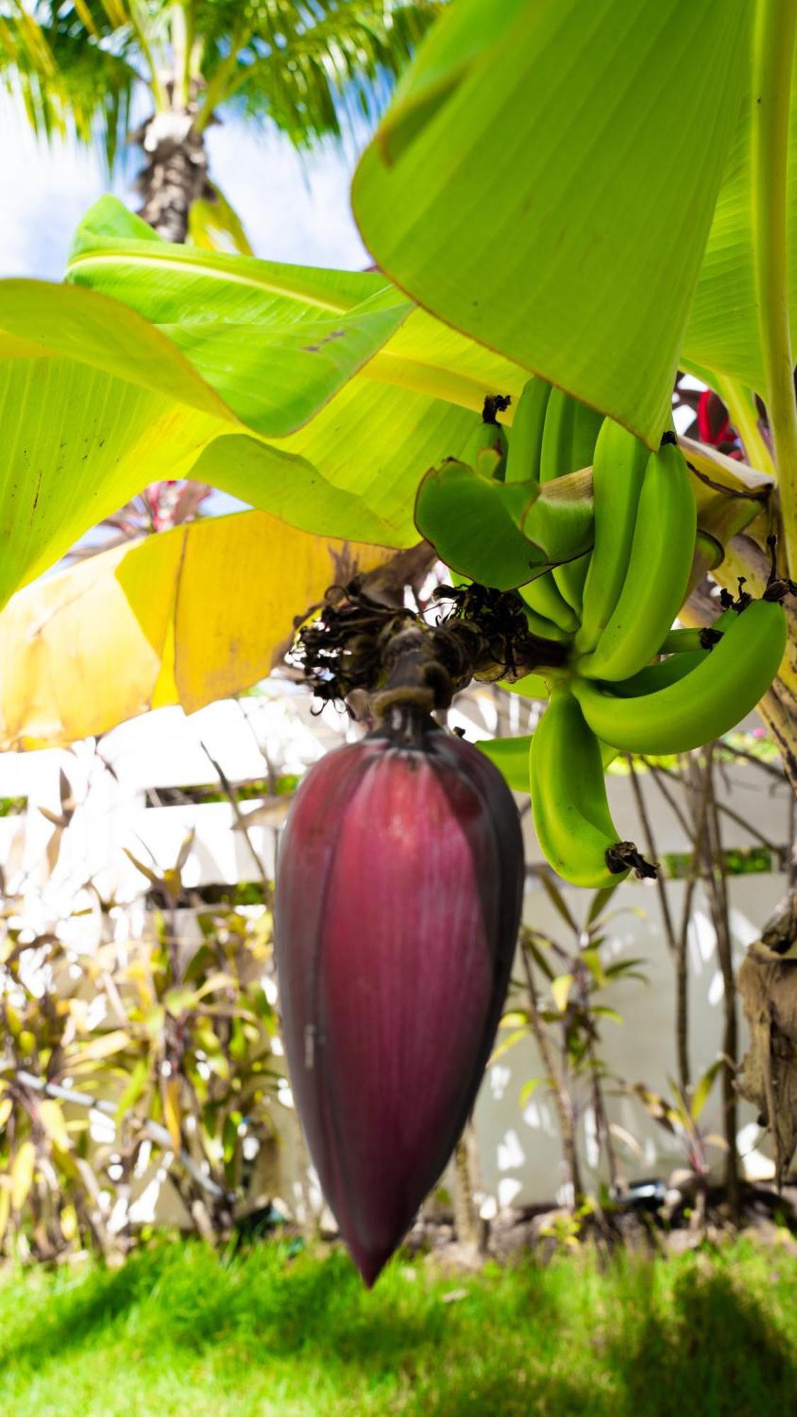 Boutique Hotel Las Flores Punta Cana Kültér fotó